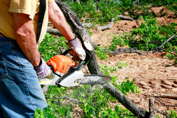 Reliable Kempner, TX Tree Care Services Solutions